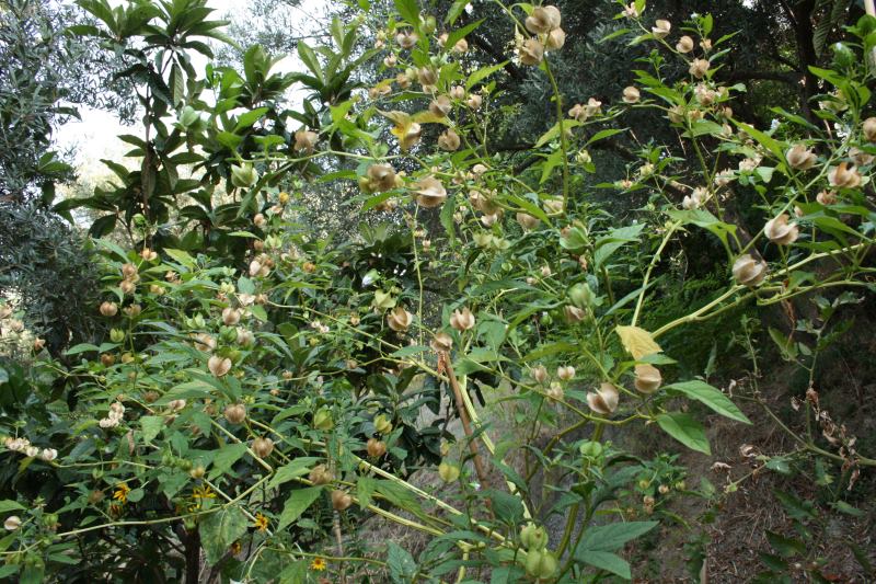 Nicandra physalodes / Nicandra